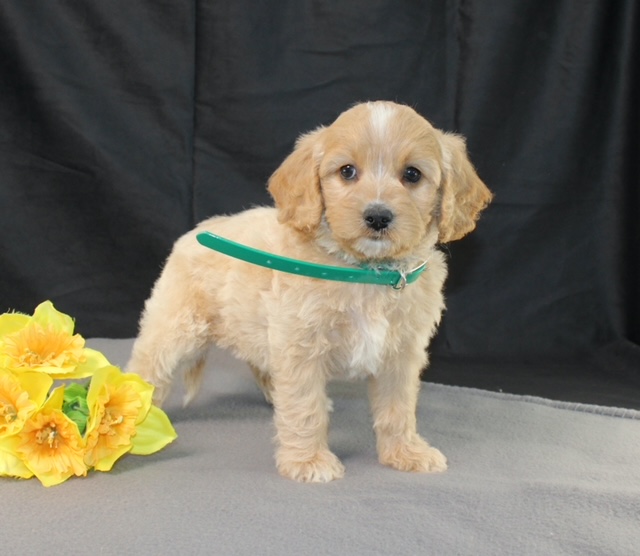 puppy, for, sale, Mini Goldencavadoodles, Ivan J. Stoltzfus, dog, breeder, Dornsife, PA, dog-breeder, puppy-for-sale, forsale, nearby, find, puppyfind, locator, puppylocator, aca